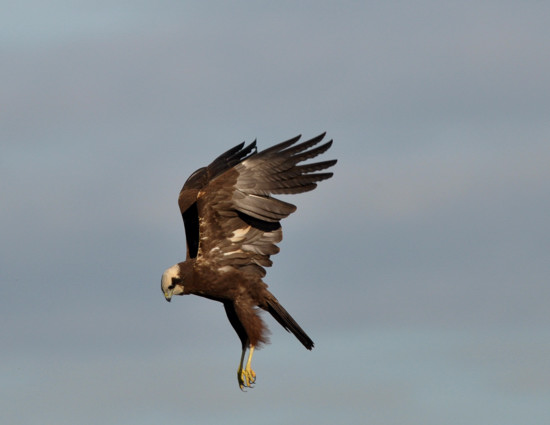 Falco di Palude